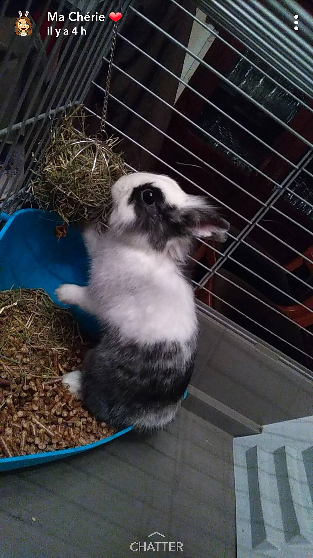Caline participe au concours pour gagner de l'argent avec cette photo : animal_shelter, cage, domestic_rabbit, person, rabbit, rabbits_and_hares, whiskers