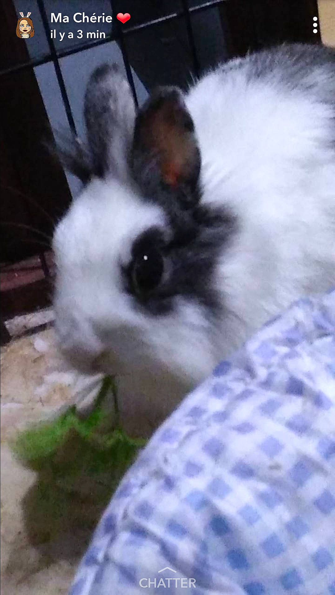 Caline a rejoint le concours — aidez-le/la à gagner de superbes lots ! angora_rabbit, domestic_rabbit, ear, hare, headwear, iris, mammal, person, rabbit, rabbits_and_hares, snout, whiskers