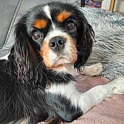 Bianca participe au concours pour gagner de l'argent avec cette photo : dog, cavalier_king_charles_spaniel, pet, canine, portrait, close_up, floppy_ears, long_hair, black_white_tan, brown_eyes, looking_at_camera, lying_down, front_paws, soft_blanket, shaggy_rug, indoors, living_room, couch, cozy, adorable