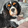 dog, cavalier_king_charles_spaniel, pet, canine, portrait, close_up, floppy_ears, long_hair, black_white_tan, brown_eyes, looking_at_camera, lying_down, front_paws, soft_blanket, shaggy_rug, indoors, living_room, couch, cozy, adorable
