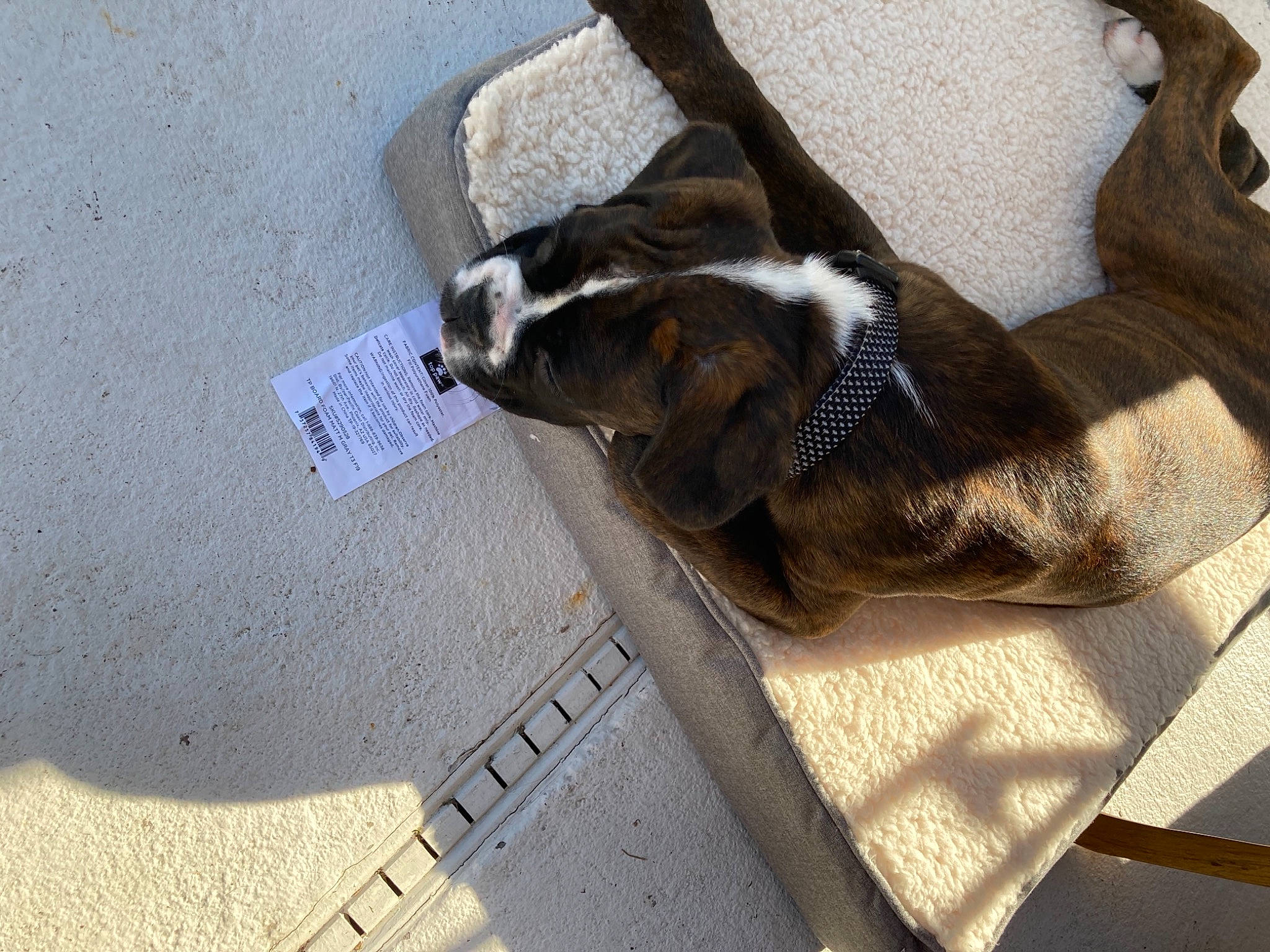 Harley is registered to the contest to win money with this photo: canidae, carnivore, collar, companion_dog, dog, dog_breed, fawn, fur, liver, pet_supply, shadow, snout, tail, working_animal, working_dog