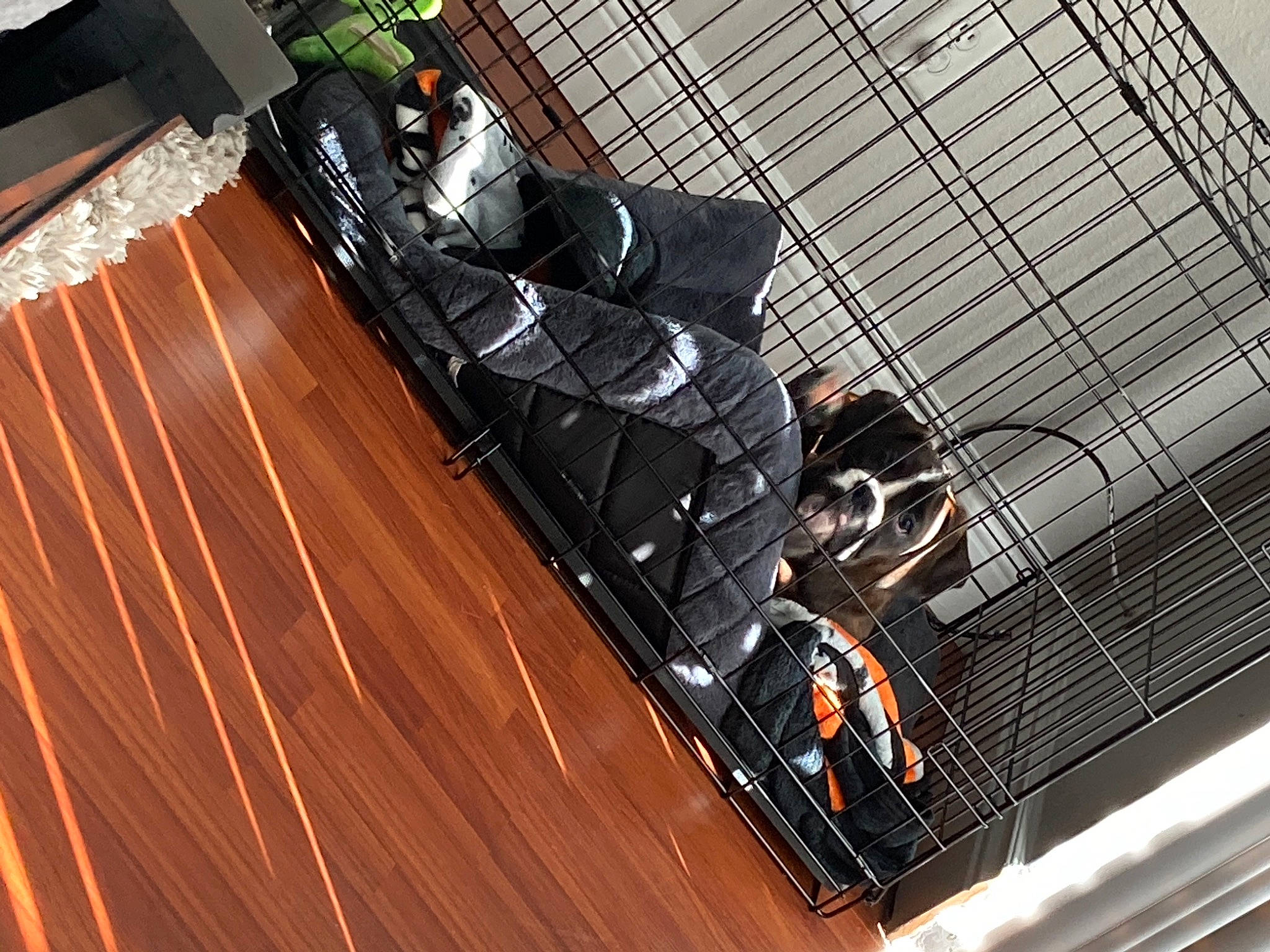 Harley is registered to the contest to win money with this photo: digital_compositing, hardwood, laminate_flooring, varnish, wood_flooring