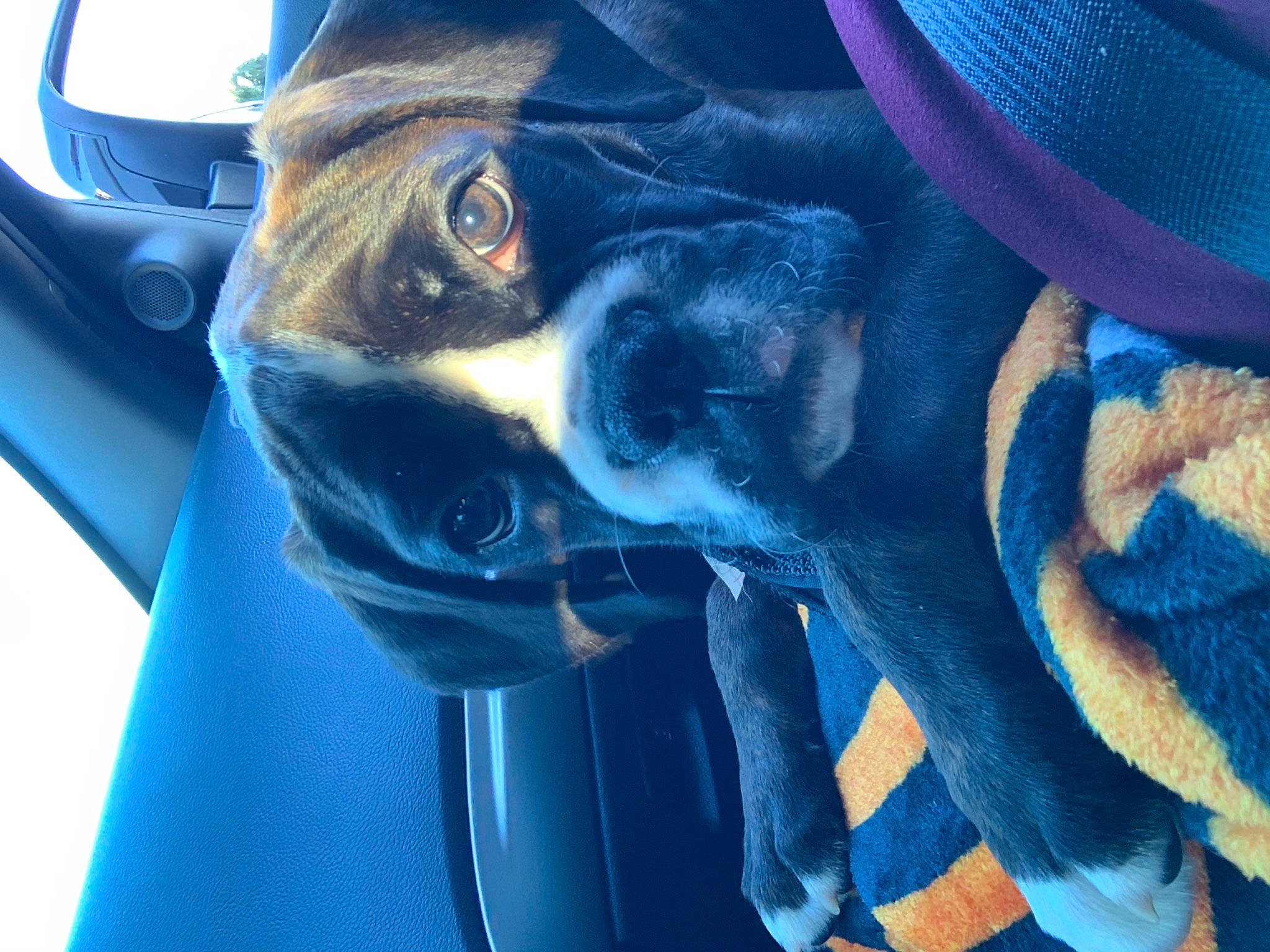 Harley is registered to the contest to win money with this photo: blue, canidae, carnivore, cobalt_blue, collar, companion_dog, dog, dog_breed, dog_collar, dog_supply, electric_blue, fur, pet_supply, snout, sporting_group, stuffed_toy, sun_hat, whiskers, working_animal, working_dog