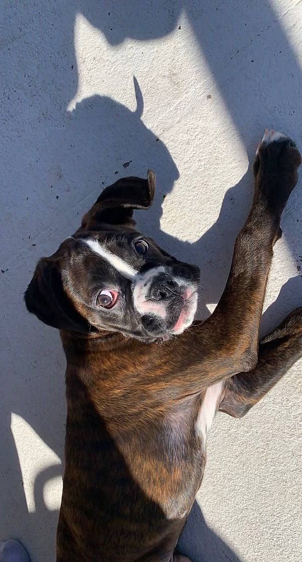 Harley joined the competition — help win amazing prizes! canidae, carnivore, collar, companion_dog, dog, dog_breed, dog_collar, fawn, liver, mammal, non_sporting_group, shadow, snout, sporting_group, tail, tongue, vertebrate, whiskers, working_animal, working_dog