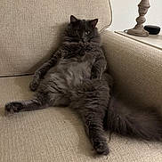 Puff is registered to the contest to win money with this photo: cat, gray_cat, fluffy, lounging, couch, beige, indoor, pet, relaxed, feline, fur, tail, ears, eyes, living_room, home, furniture, animal, cute, domestic