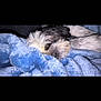 Reggie is registered to the contest to win money with this photo: dog, sleeping, blanket, blue, cozy, fur, pet, snuggled, cute, resting, animal, indoors, comfort, fur_texture, relaxation, soft, domestic, mammal, companion, nap
