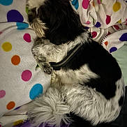 Reggie is registered to the contest to win money with this photo: dog, sleeping, blanket, polka_dot, black_and_white, fur, pet, resting, indoor, cozy, curled_up, animal, cute, domestic, soft, comfort, colorful, pattern, closeup, relaxation
