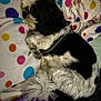 dog, sleeping, blanket, polka_dot, black_and_white, fur, pet, resting, indoor, cozy, curled_up, animal, cute, domestic, soft, comfort, colorful, pattern, closeup, relaxation