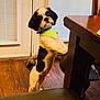 Reggie is registered to the contest to win money with this photo: dog, small_dog, black_and_white, bandana, indoor, wooden_floor, table, furniture, pet, curious, standing, hind_legs, domestic_animal, companion, cute, looking_at_camera, door, blinds, collar, house