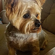 Jax is registered to the contest to win money with this photo: dog, small_dog, fluffy_fur, pet, indoor, couch, textured_couch, brown_fur, close_up, portrait, animal, cute, sitting, looking_away, ears_up, domestic_animal, furry, companion, relaxed, cozy