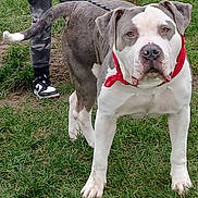 Ghost joined the competition — help win amazing prizes! dog, bandana, leash, grass, person, sneakers, camo_pants, outdoor, pet, canine, standing, alert, animal, nature, daylight, muzzle, ears, tail, walking, companion