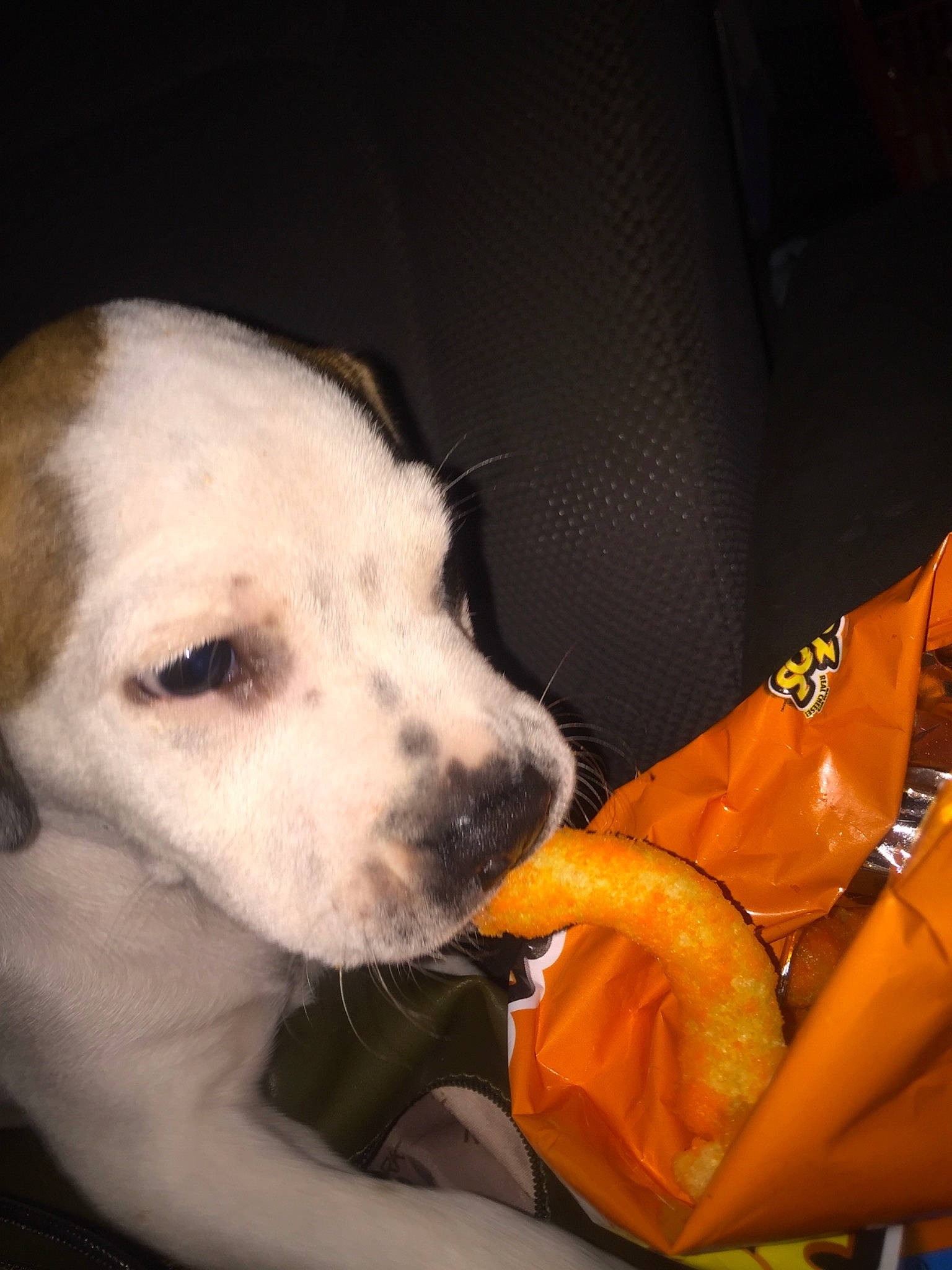 Pup Pup is registered to the contest to win money with this photo: canidae, car_seat, carnivore, comfort, companion_dog, dog, dog_breed, dog_supply, fawn, fur, happy, non_sporting_group, puppy_love, snout, sporting_group, vertebrate, whiskers, working_animal