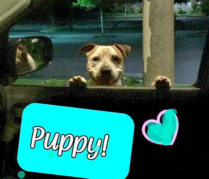 Pup Pup is registered to the contest to win money with this photo: auto_part, automotive_exterior, automotive_mirror, automotive_window_part, bumper, canidae, carnivore, collar, companion_dog, dog, dog_breed, family_car, hood, motor_vehicle, photo_caption, radio, snout, sporting_group, vehicle_door, windshield