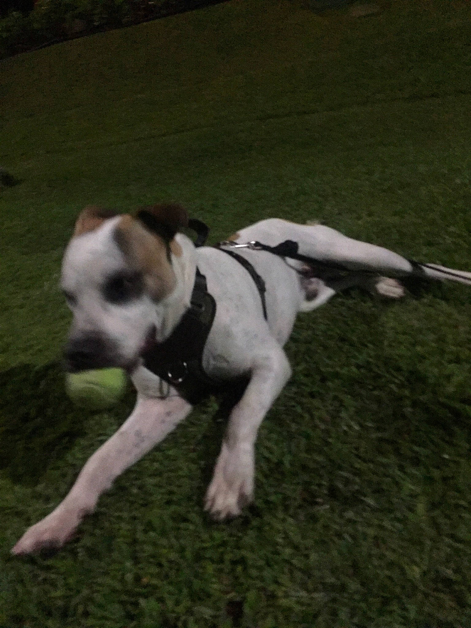 Pup Pup joined the competition — help win amazing prizes! ancient_dog_breeds, canidae, carnivore, collar, companion_dog, dog, dog_breed, dog_collar, dog_supply, fawn, grass, non_sporting_group, pet_supply, plant, puppy, snout, sporting_group, tail, working_animal, working_dog