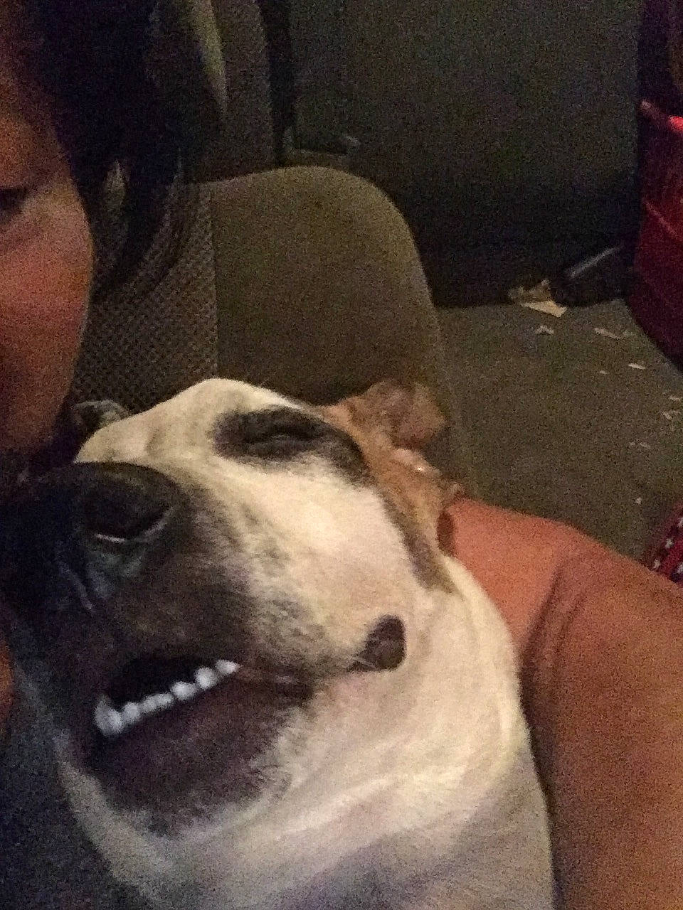 Pup Pup joined the competition — help win amazing prizes! canidae, carnivore, cloud, comfort, companion_dog, dog, dog_breed, ear, fawn, fur, happy, night, nose, pleased, selfie, smile, snout, sporting_group, whiskers, working_animal