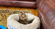 Hannah joined the competition — help win amazing prizes! cat, pet, tabby_cat, animal, lying_down, pet_bed, donut_bed, indoor, living_room, leather_sofa, blanket, rug, wood_floor, bookshelf, chandelier, home, cozy, relaxed, furniture, portrait
