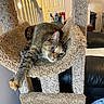 cat, tortoiseshell_cat, pet, feline, sleepy, relaxed, lounging, cat_tree, hammock, paw, whiskers, green_eyes, blue_eyes, fur, indoor, living_room, home, carpet, cozy, portrait