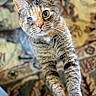cat, tabby, feline, pet, animal, portrait, close_up, whiskers, eyes, ears, paws, fur, striped_fur, indoor, sitting, standing, furniture, blanket, cozy, photography