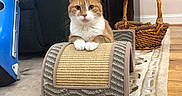 Oliver is registered to the contest to win money with this photo: cat, orange_cat, white_cat, pet, animal, sitting, front_view, portrait, whiskers, ears, paws, indoors, living_room, scratcher, furniture, wicker_basket, office_chair, rug, wooden_floor, cozy_home