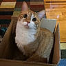 Oliver is registered to the contest to win money with this photo: cat, kitten, orange_and_white, feline, pet, animal, sitting, cardboard_box, box, wide_eyed, whiskers, ears, portrait, indoor, home, rug, wooden_floor, sandal, cute, curious