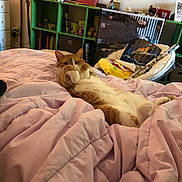 Oliver joined the competition — help win amazing prizes! cat, orange_cat, white_cat, pet, animal, lying_down, belly_up, relaxed, sleepy, bed, blanket, pink_blanket, bedroom, indoor, home, bookshelf, shelf, toys, trophy, television