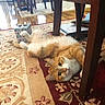 Oliver joined the competition — help win amazing prizes! cat, orange_cat, white_cat, fluffy, long_hair, pet, animal, feline, lying_down, upside_down, paws_up, relaxed, playful, portrait, indoors, living_room, rug, patterned_rug, table, furniture
