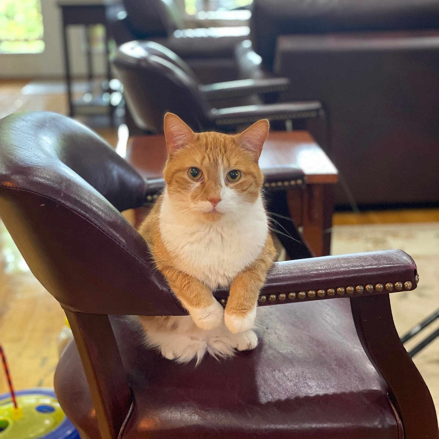 Oliver