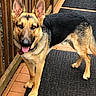 dog, german_shepherd, pet, canine, standing, outdoor, doorstep, deck, wooden_fence, black_mat, tan_fur, black_fur, upright_ears, open_mouth, tongue, collar, heart_tag, portrait, sunlight, home_entrance