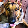 dog, german_shepherd, pet, animal, portrait, close_up, tongue, ears, black_and_tan, outdoor, patio, deck, chair, cushion, sitting, lying_down, happy, playful, person, ripped_jeans