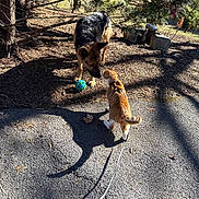 Thor is registered to the contest to win money with this photo: dog, dogs, german_shepherd, corgi, outdoor, yard, park, playing, ball, toy, leash, trees, mulch, pavement, sunlight, shadows, animal, pet, standing, meeting