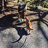 dog, dogs, german_shepherd, corgi, outdoor, yard, park, playing, ball, toy, leash, trees, mulch, pavement, sunlight, shadows, animal, pet, standing, meeting