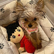 Selassie Shaw is registered to the contest to win money with this photo: animal, bed, companion, cozy, cute, dog, dog_bed, domestic_animal, furry, indoor, paw_print, pet, pet_clothing, plush_toy, puppy, relaxed, resting, small_dog, stuffed_animal, toy