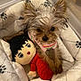 animal, bed, companion, cozy, cute, dog, dog_bed, domestic_animal, furry, indoor, paw_print, pet, pet_clothing, plush_toy, puppy, relaxed, resting, small_dog, stuffed_animal, toy