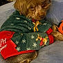 Teddy Bear is registered to the contest to win money with this photo: dog, puppy, pet, sweater, holiday, christmas, reindeer, green, red, couch, indoor, cozy, fur, small_dog, cute, resting, animal, companion, soft_fabric, warm