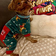 Teddy Bear joined the competition — help win amazing prizes! dog, pet, pajamas, reindeer_pattern, blanket, couch, pillow, colorful, indoor, cozy, fur, small_dog, collar, holiday, christmas, comfort, cute, animal, resting, home