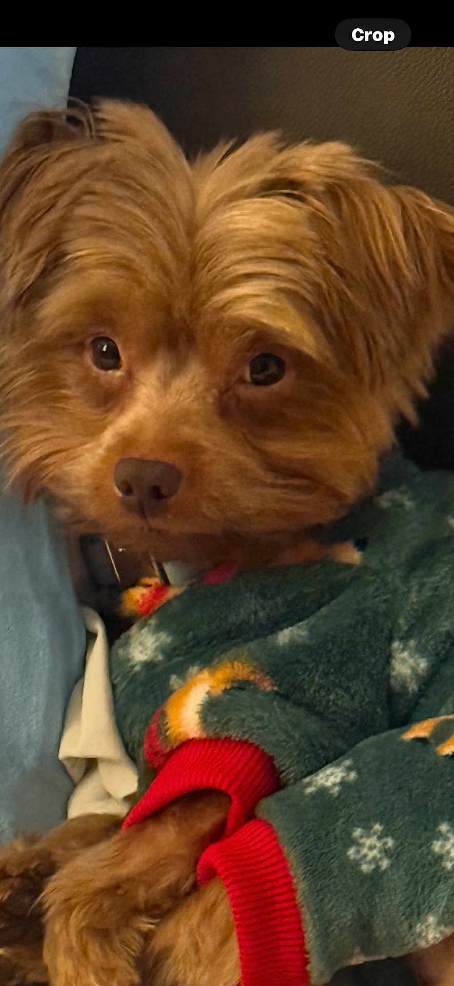 Teddy Bear is registered to the contest to win money with this photo: dog, pet, close_up, fur, cozy, sweater, green_sweater, red_cuffs, snowflake_pattern, cute, animal, indoor, warm, expression, face, eyes, nose, fur_texture, resting, portrait