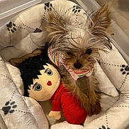 Big Moma is registered to the contest to win money with this photo: animal, comfort, companion, cozy, cute, dog, dog_bed, domestic, furry, indoor, paw_print, pet, plush_doll, puppy, resting, sleeping_area, small_dog, striped_shirt, stuffed_toy, toy