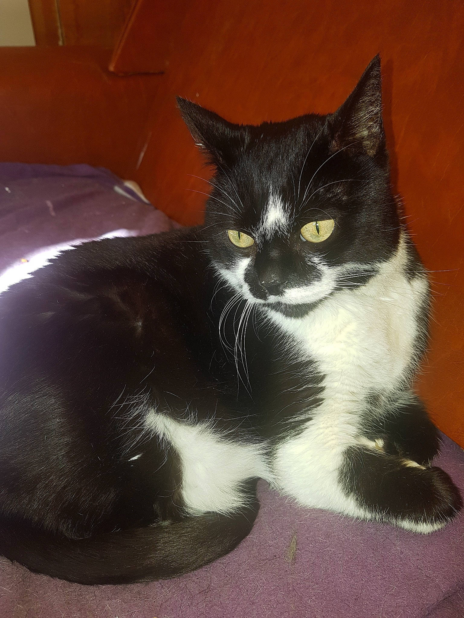 Bouba a rejoint le concours — aidez-le/la à gagner de superbes lots ! black_cat, carnivore, cat, domestic_short_haired_cat, felidae, fur, kitten, mammal, polydactyl_cat, small_to_medium_sized_cats, snout, tail, whiskers