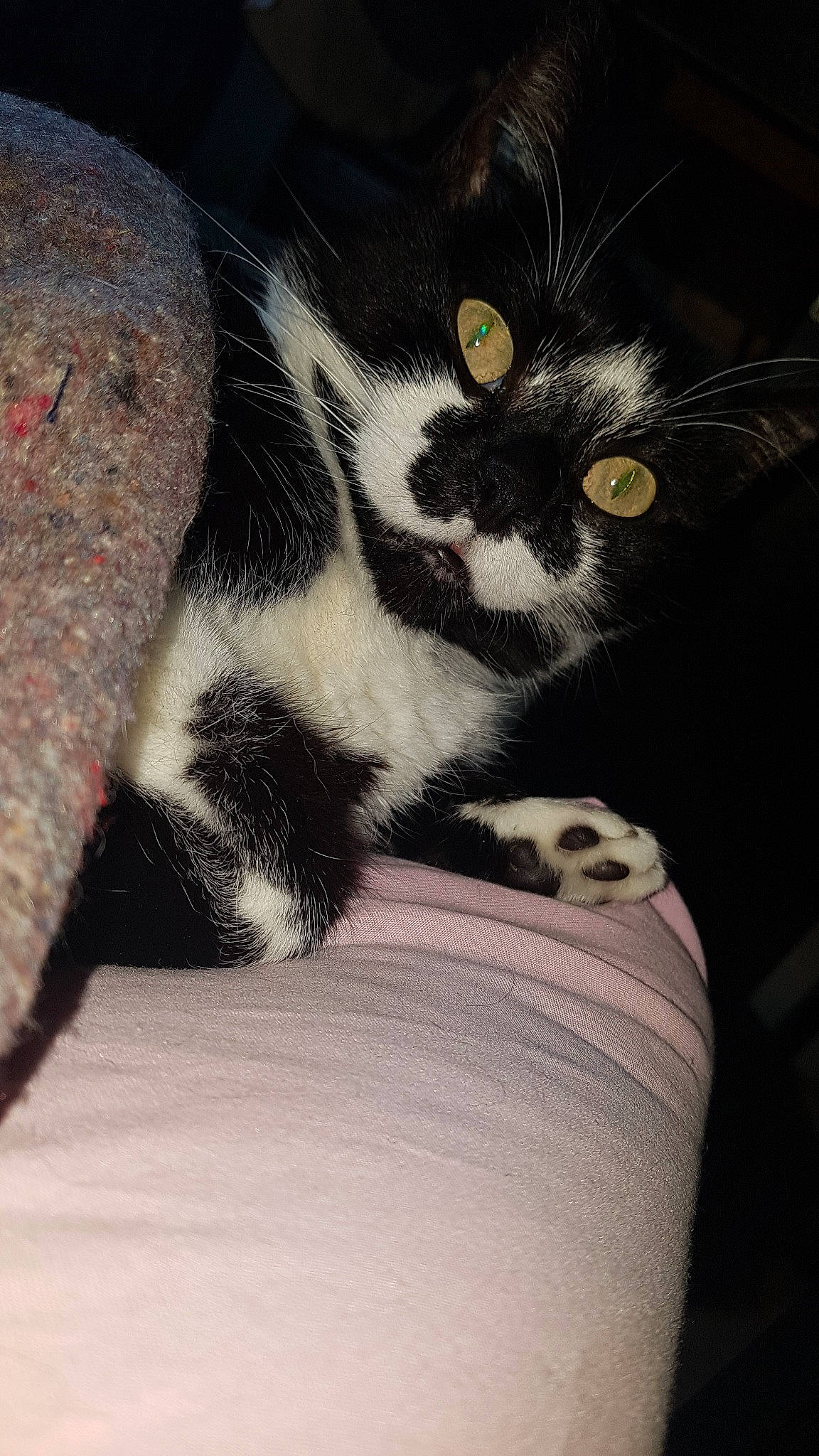 Bouba participe au concours pour gagner de l'argent avec cette photo : american_shorthair, american_wirehair, asian, black_and_white, carnivore, cat, claw, domestic_short_haired_cat, european_shorthair, eye, felidae, fur, kitten, mammal, paw, polydactyl_cat, small_to_medium_sized_cats, snout, whiskers