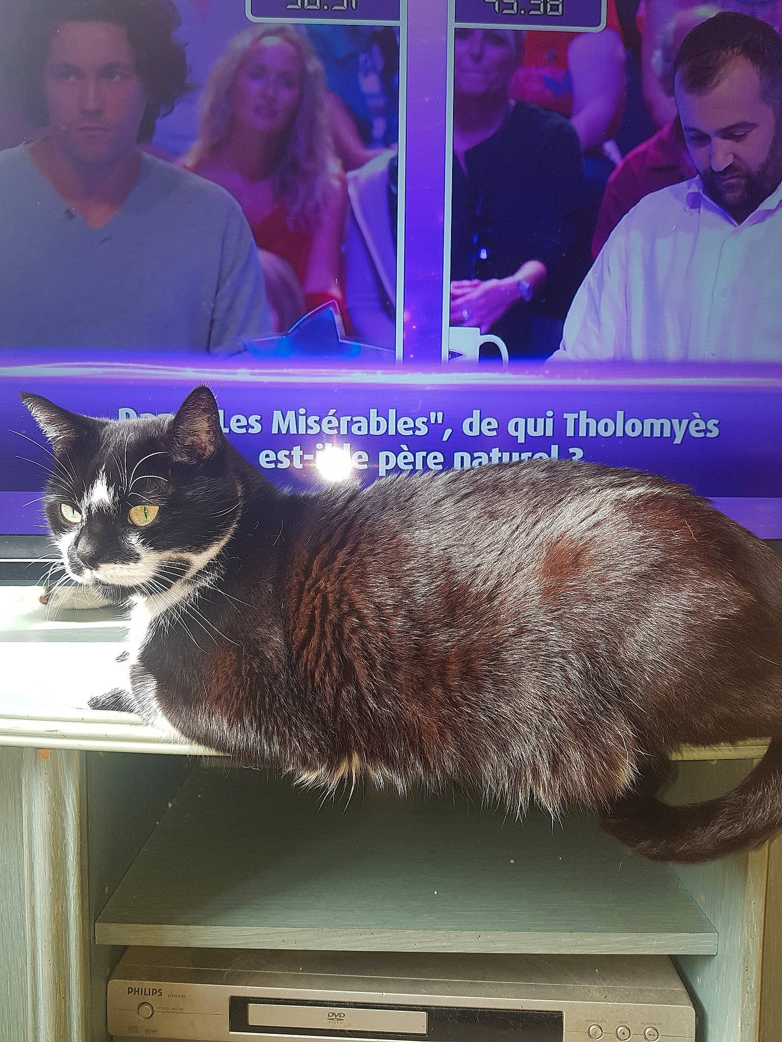 Bouba a rejoint le concours — aidez-le/la à gagner de superbes lots ! asian, burmese, carnivore, cat, chartreux, domestic_short_haired_cat, european_shorthair, felidae, fur, korat, nebelung, photo_caption, small_to_medium_sized_cats, tonkinese, whiskers