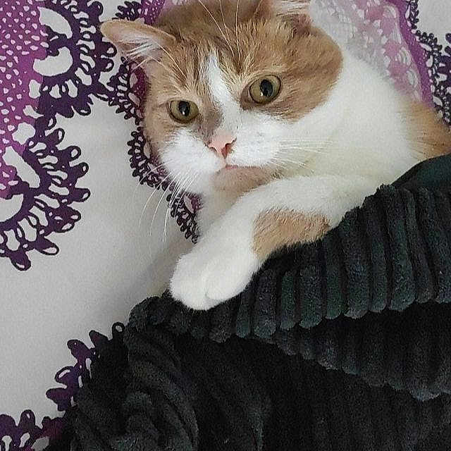 Gabannah a rejoint le concours — aidez-le/la à gagner de superbes lots ! abyssinian, animal, bed, bedroom, blanket, cat, cushion, face, furniture, head, homedecor, kitten, manx, person, pet, photography, portrait, purple, quilt, sleeping