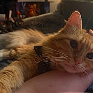 Marmalade is registered to the contest to win money with this photo: cat, orange_cat, fluffy, pet, animal, resting, arm, human, indoor, cozy, closeup, whiskers, fur, relaxing, cute, companion, domestic_animal, curious, face, paw