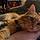 Marmalade