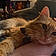 Marmalade