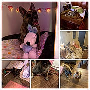 Janey Bug is registered to the contest to win money with this photo: baby, bed, blanket, brindle, carpet, chair, close_up, cozy, crawling, dog, elderly_person, floor, home, living_room, pillow, relaxing, sleeping, smiling, stuffed_animal, toy