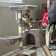 Gizmo joined the competition — help win amazing prizes! cat, tabby_cat, cat_tree, hammock, indoor, window, blinds, scratching_post, paws, green_eyes, fur, wooden_floor, rug, jacket, table, holiday_tablecloth, mug, toy_ball, cozy, pet_portrait