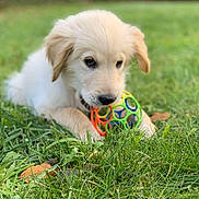 Tao participe au concours pour gagner de l'argent avec cette photo : puppy, dog, golden_retriever, grass, toy, ball, outdoor, playful, cute, animal, pet, young, chewing, nature, green, fur, mammal, adorable, laying, closeup
