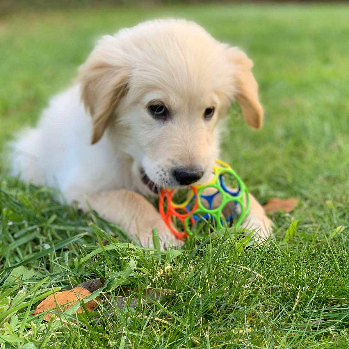 Tao participe au concours pour gagner de l'argent avec cette photo : puppy, dog, golden_retriever, grass, toy, ball, outdoor, playful, cute, animal, pet, young, chewing, nature, green, fur, mammal, adorable, laying, closeup