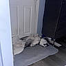 River joined the competition — help win amazing prizes! animal, black_cover, canine, dog, domestic, door, floor, fur, furniture, home, husky, indoor, lying_down, mat, paw, pet, relaxed, resting, sleeping, wooden_floor