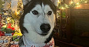 River is registered to the contest to win money with this photo: bandana, cabinet, celebration, christmas_tree, cozy, decorations, dog, festive, furniture, garland, holiday, husky, indoor, lights, ornaments, pet, presents, reindeer, winter, wood_floor